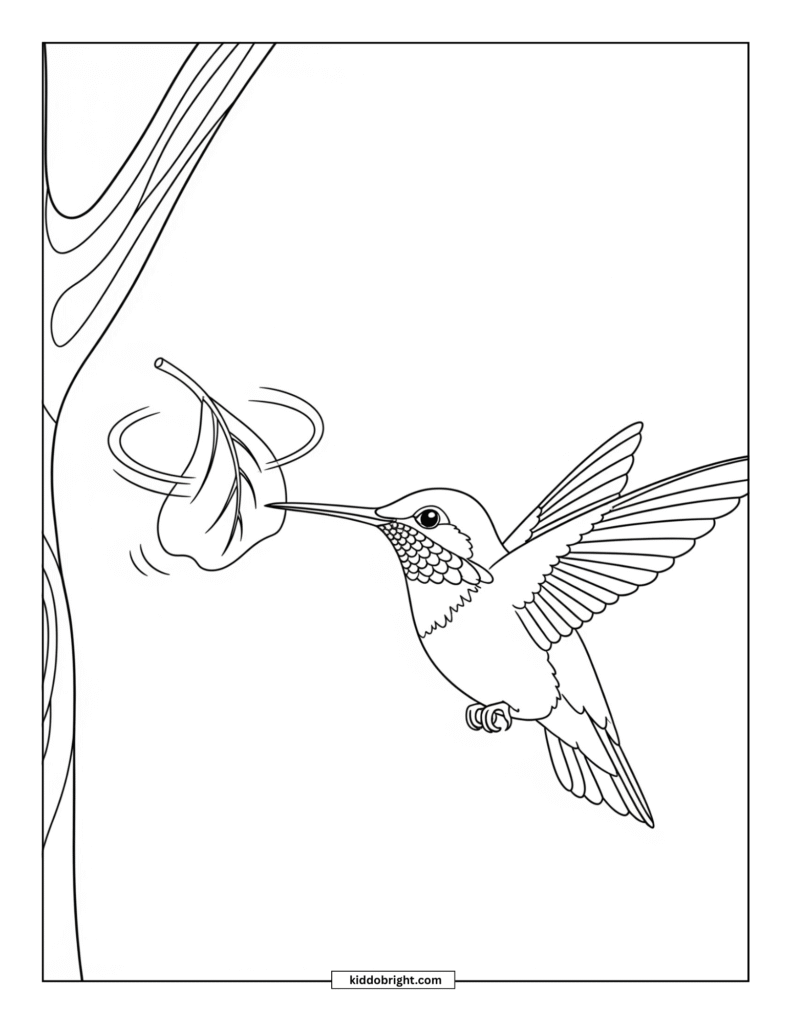Hummingbird coloring pages for kids free download