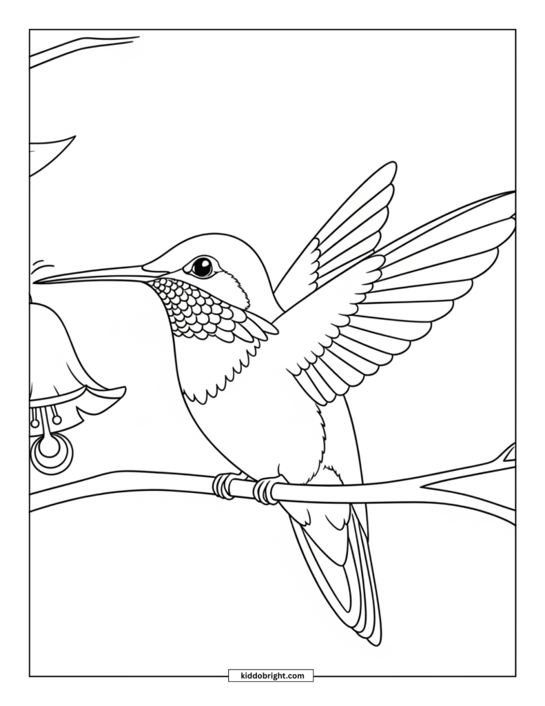 Hummingbird coloring pages for kids free download